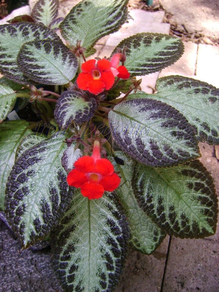 Episcia Silver Sheen starter plant **(ALL plants require you to purchase ANY 2 plants!)**