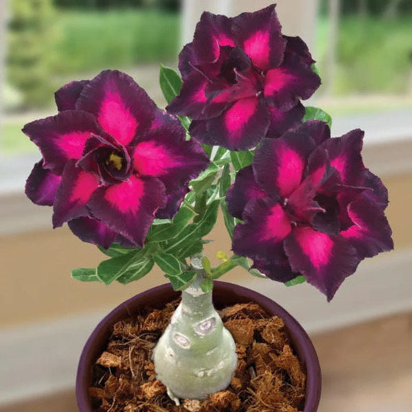 Desert rose purple plum starter plant **(ALL plants require you to purchase ANY 2 plants!)**