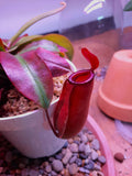 Nepenthes Lady Luck deep red pitcher 4” plant **(ALL plants require you to purchase ANY 2 plants!)**