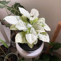 Syngonium Moonshine starter plant **(ALL plants require you to purchase ANY 2 plants!)**