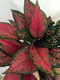Aglaonema Diamond red starter plant **(ALL plants require you to purchase ANY 2 plants!)**