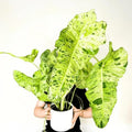 Philodendron Paraiso Verde XL starter plant **(ALL plants require you to purchase ANY 2 plants!)**
