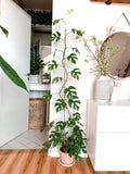 Monstera Minima raphidaphora starter plant **(ALL plants require you to purchase ANY 2 plants!)**