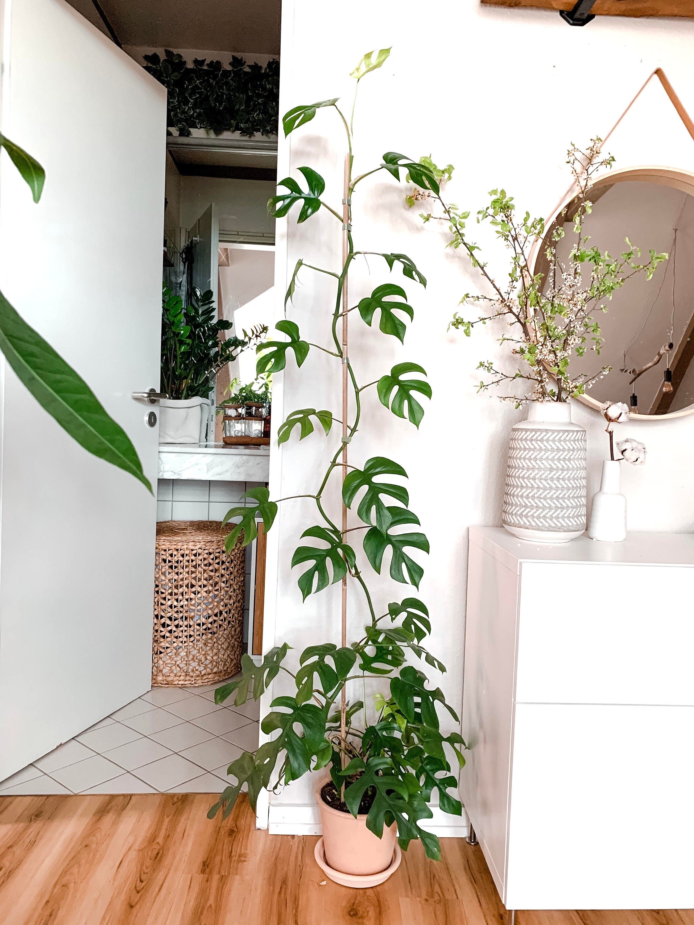 Monstera Minima raphidaphora starter plant **(ALL plants require you to purchase ANY 2 plants!)**