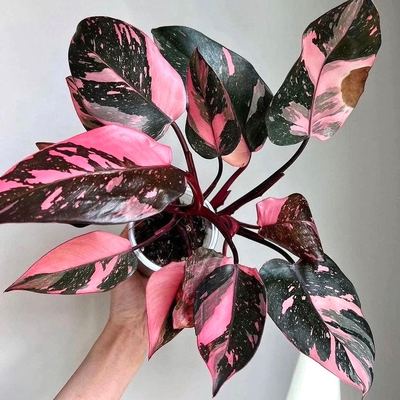 Philodendron Black cherry pink princess starter plant **(ALL plants require you to purchase ANY 2 plants!)**