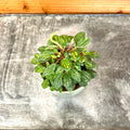 Peperomia Meridiana maculata variegated gold 2” plant **(ALL plants require you to purchase ANY 2 plants!)**