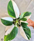 Philodendron White Wizard starter plant **(ALL plants require you to purchase ANY 2 plants!)**