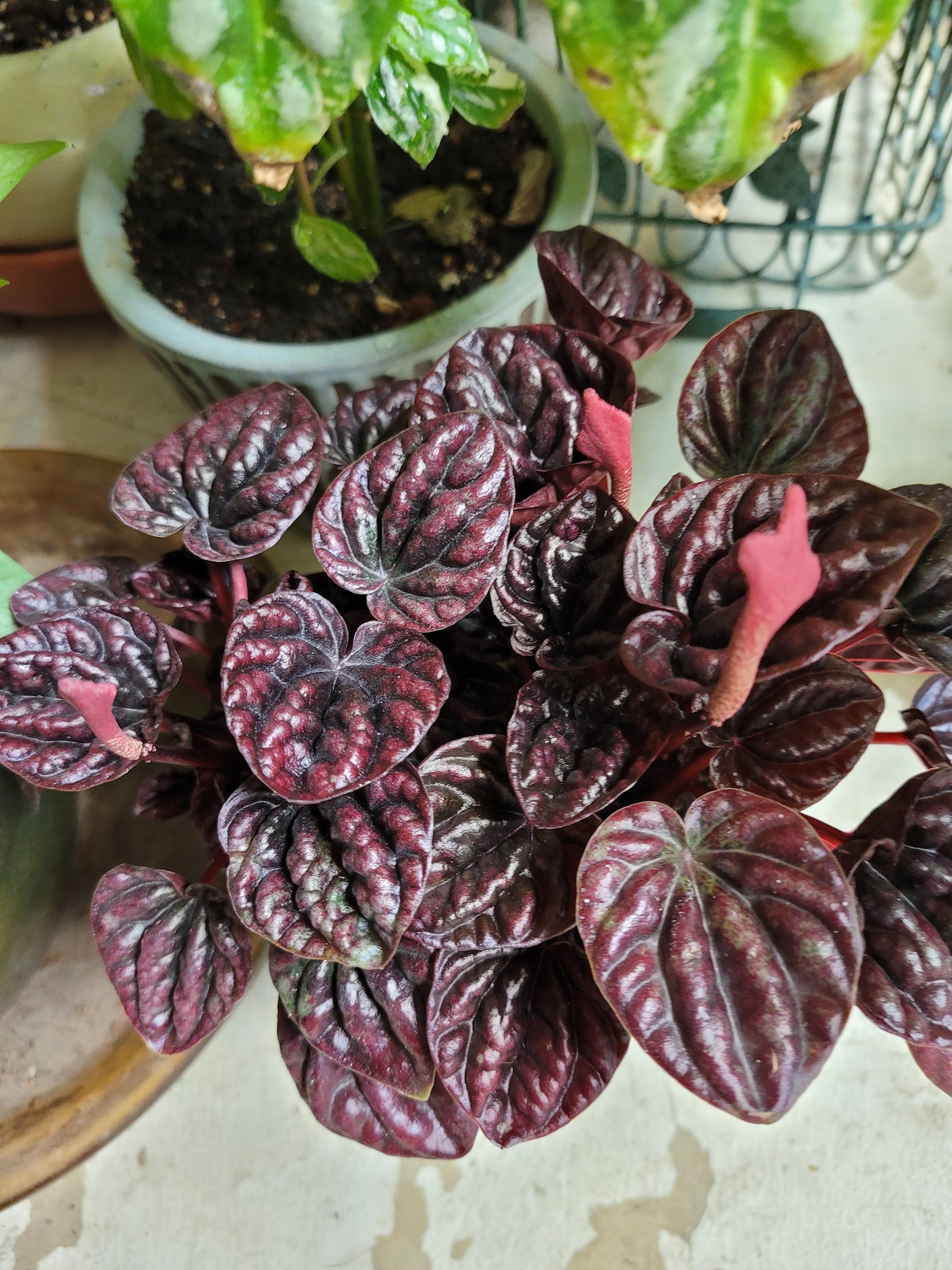 Peperomia red schumi 4” plant **(ALL plants require you to purchase ANY 2 plants!)**