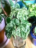 Peperomia emerald ripple variegated starter plant **(ALL plants require you to purchase ANY 2 plants!)**