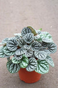 Peperomia Burbella 4” plant **(ALL plants require you to purchase ANY 2 plants!)**