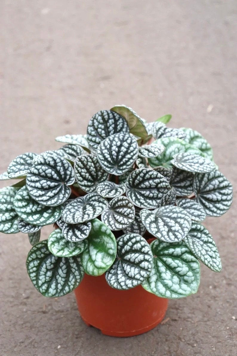 Peperomia Burbella 4” plant **(ALL plants require you to purchase ANY 2 plants!)**