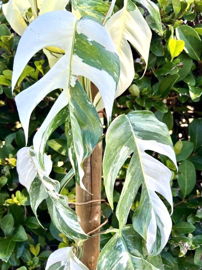 Epipremnum Pinnatum variegated 2” plant **(ALL plants require you to purchase ANY 2 plants!)**