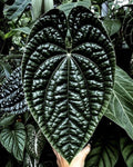 Anthurium Luxurians rare 4” plant **(ALL plants require you to purchase ANY 2 plants!)**