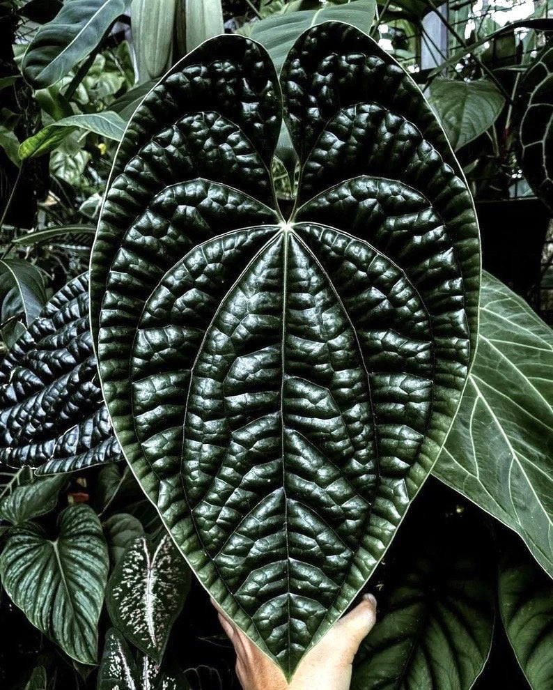 Anthurium Luxurians rare 2” plant **(ALL plants require you to purchase ANY 2 plants!)**