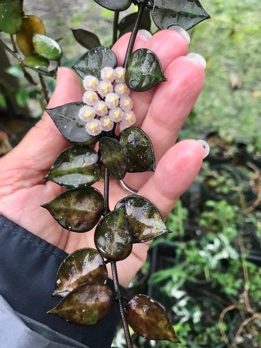 Hoya Krohniana Black starter plant **(ALL plants require you to purchase ANY 2 plants!)**