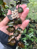 Hoya Krohniana Black XL plant **(ALL plants require you to purchase ANY 2 plants!)**