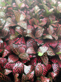 Fittonia “Firetail” red nerve hybrid 4” plant **(ALL plants require you to purchase ANY 2 plants!)**