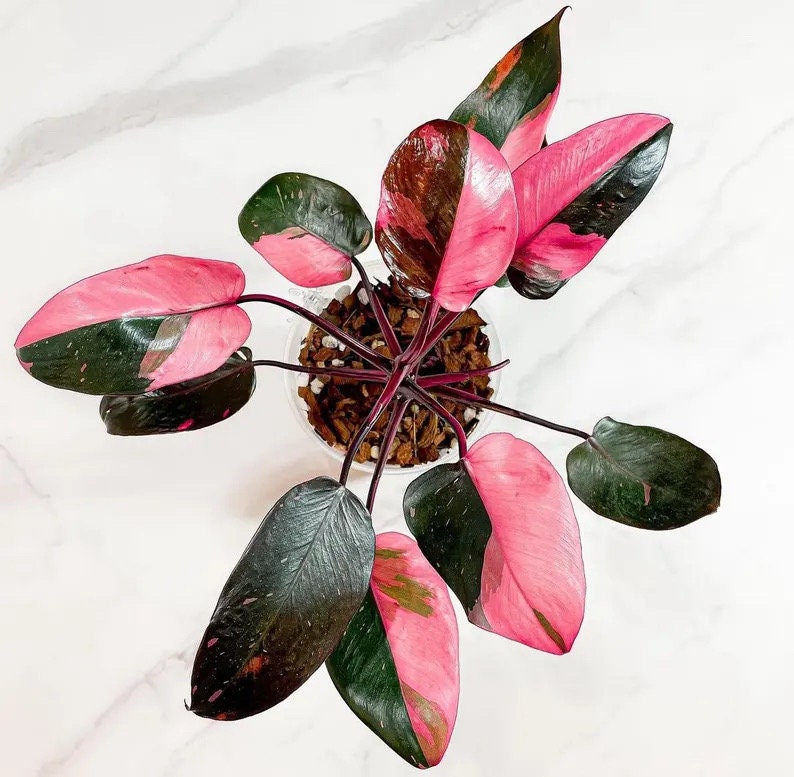 Philodendron pink princess TC starter plant **(ALL plants require you to purchase ANY 2 plants!)**