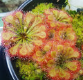 Drosera spatulata (Cluster/multi stem) 2” pot **(ALL plants require you to purchase ANY 2 plants!)**