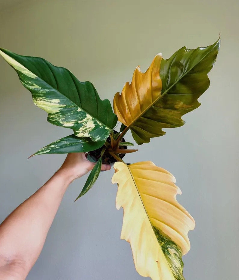 Philodendron Carmel marble Pluto Choco Empress 2” plant **(ALL plants require you to purchase ANY 2 plants!)**