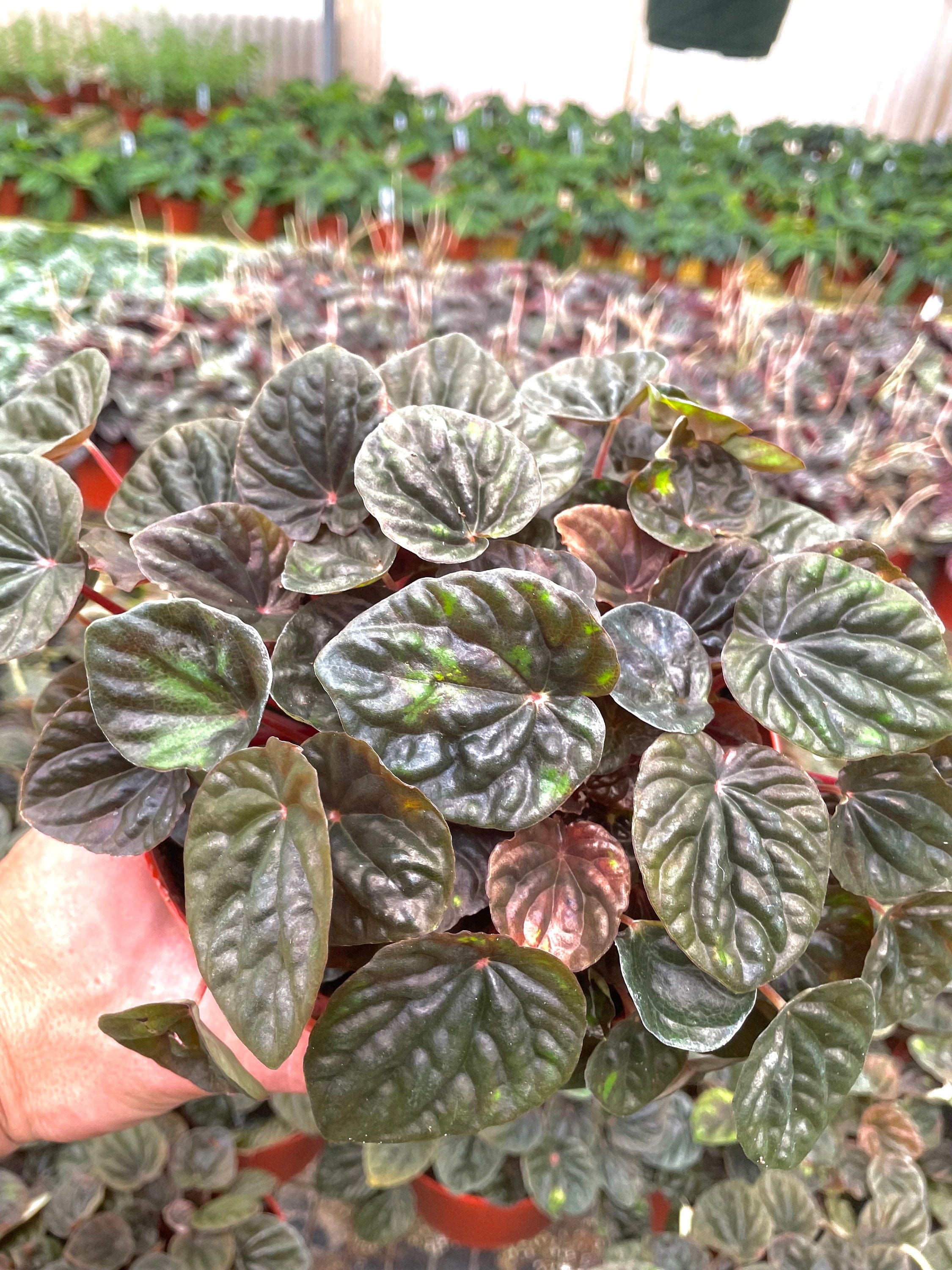 Peperomia Caperata brown “chocolate” 2” plant **(ALL plants require you to purchase ANY 2 plants!)**