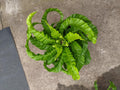Asplenium hurricane fern unique 4” pot **(ALL plants require you to purchase ANY 2 plants!)**