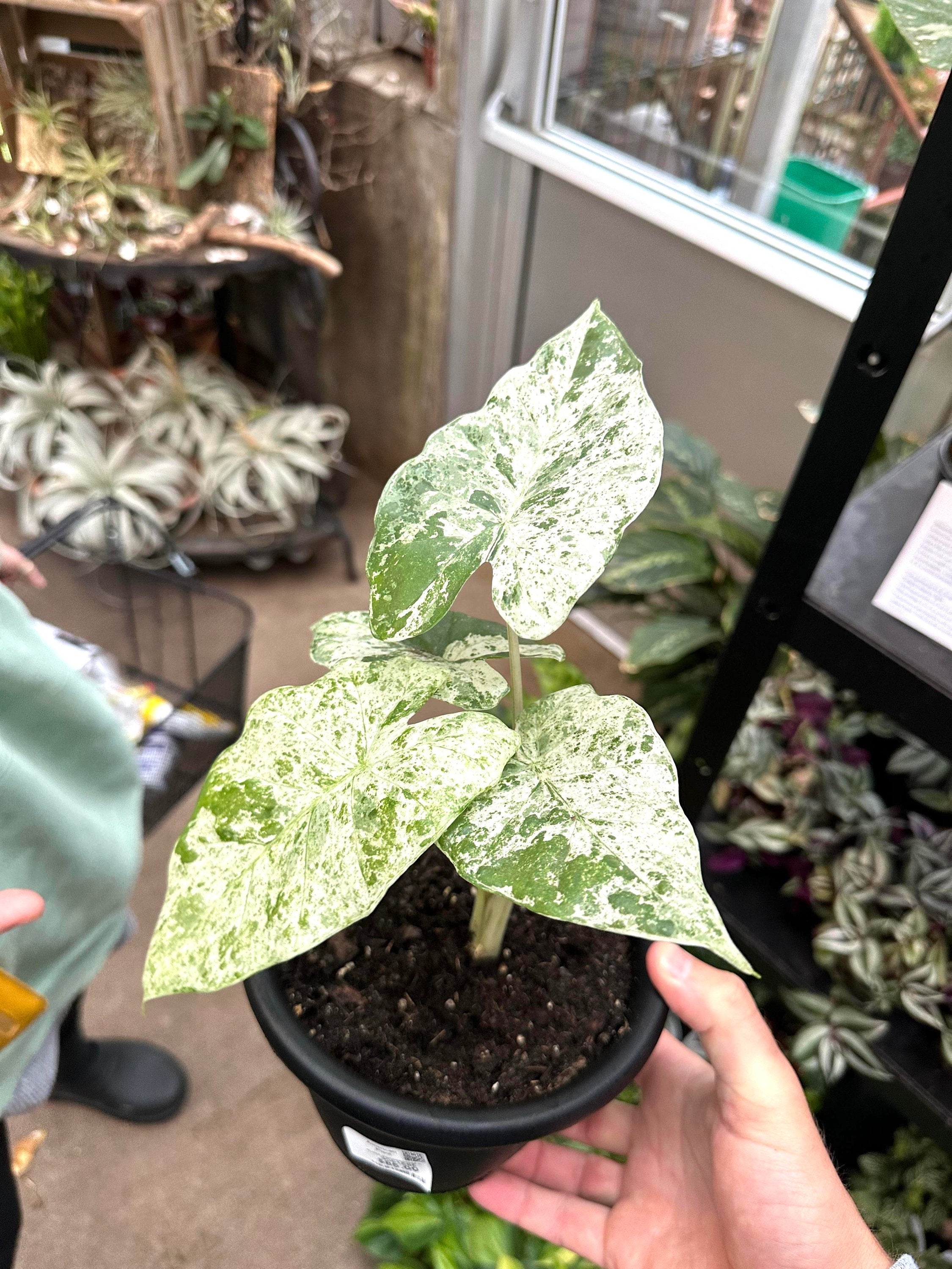 Alocasia Macrorrhiza variegated blizzard rare starter plant **(ALL plants require you to purchase ANY 2 plants!)**
