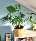 Philodendron Hope Selloum 2” plant **(ALL plants require you to purchase ANY 2 plants!)**
