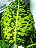 Diffenbachia Reflector 2” plant **(ALL plants require you to purchase ANY 2 plants!)**