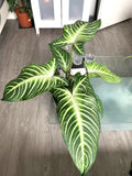 Xanthosoma Lindenii starter plant **(ALL plants require you to purchase ANY 2 plants!)**