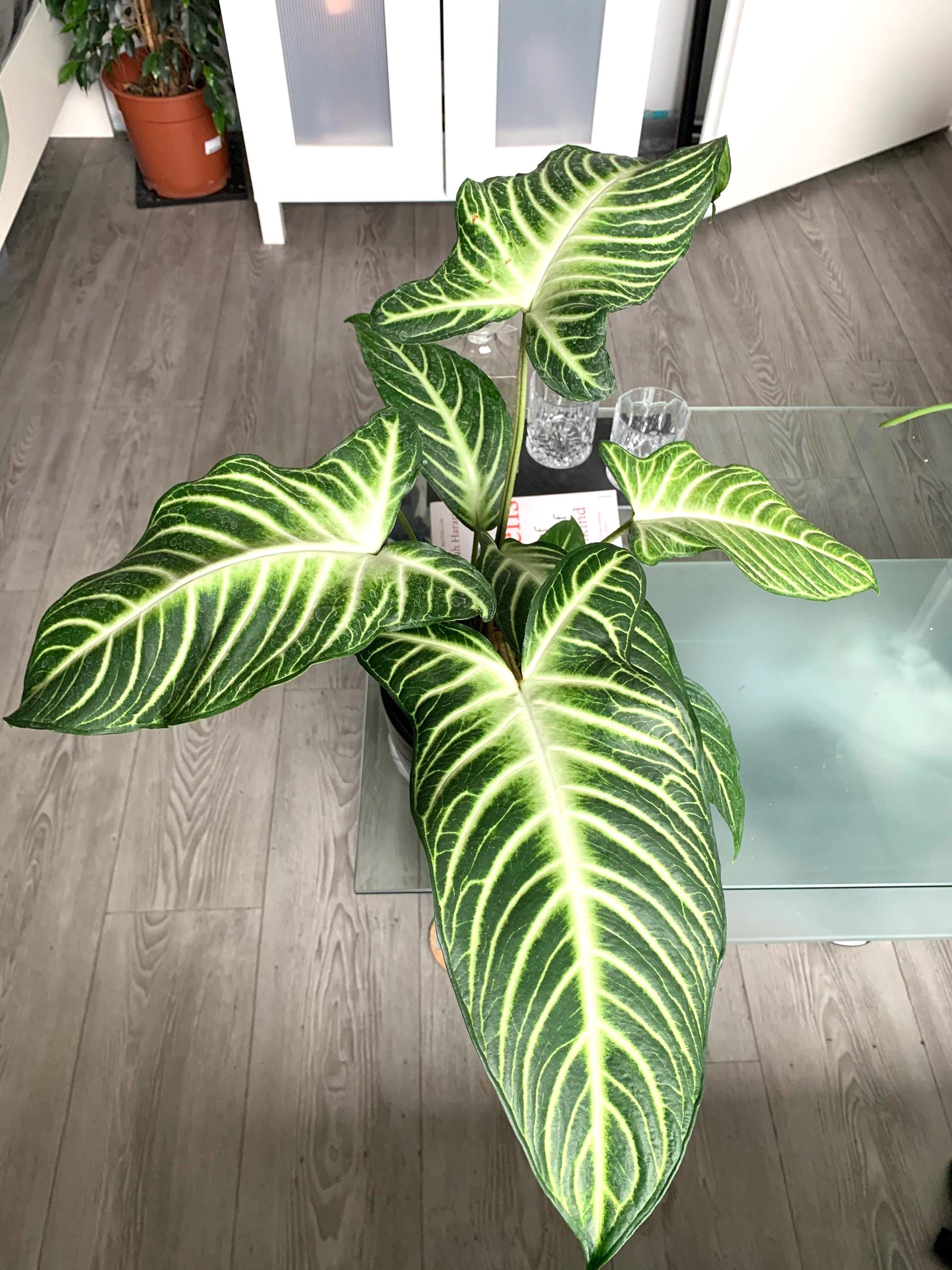 Xanthosoma Lindenii starter plant **(ALL plants require you to purchase ANY 2 plants!)**