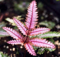 Candy striped brake fern 2” plant **(ALL plants require you to purchase ANY 2 plants!)**