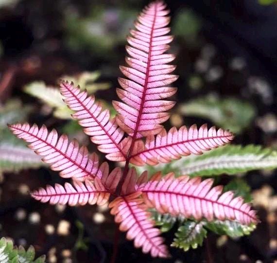 Candy striped brake fern 2” plant **(ALL plants require you to purchase ANY 2 plants!)**