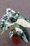 Alocasia Variegated Frydek Large* 5 pack special deal! **(ALL plants require you to purchase ANY 2 plants!)**