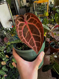 Anthurium Crystallinum Red (Indonesian origin) 2” plant **(ALL plants require you to purchase ANY 2 plants!)**