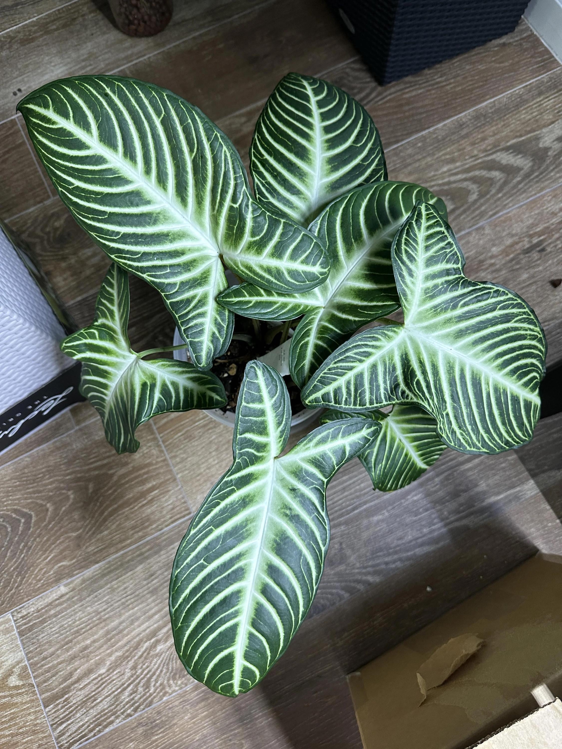 Xanthosoma Lindenii large leaf form XL plant **(ALL plants require you to purchase ANY 2 plants!)**