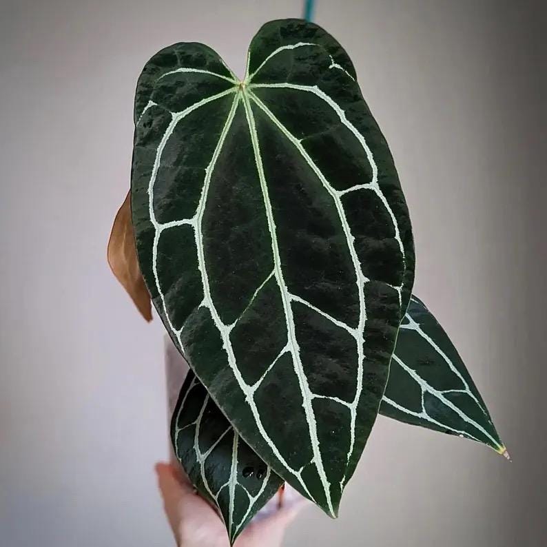 Anthurium Crystallinum Dark form 2” plant **(ALL plants require you to purchase ANY 2 plants!)**