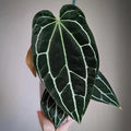 Anthurium Crystallinum Dark form (seed grown) starter plant **(ALL plants require you to purchase ANY 2 plants!)**