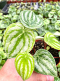 Peperomia watermelon variegated gold dust women 4” plant **(ALL plants require you to purchase ANY 2 plants!)**