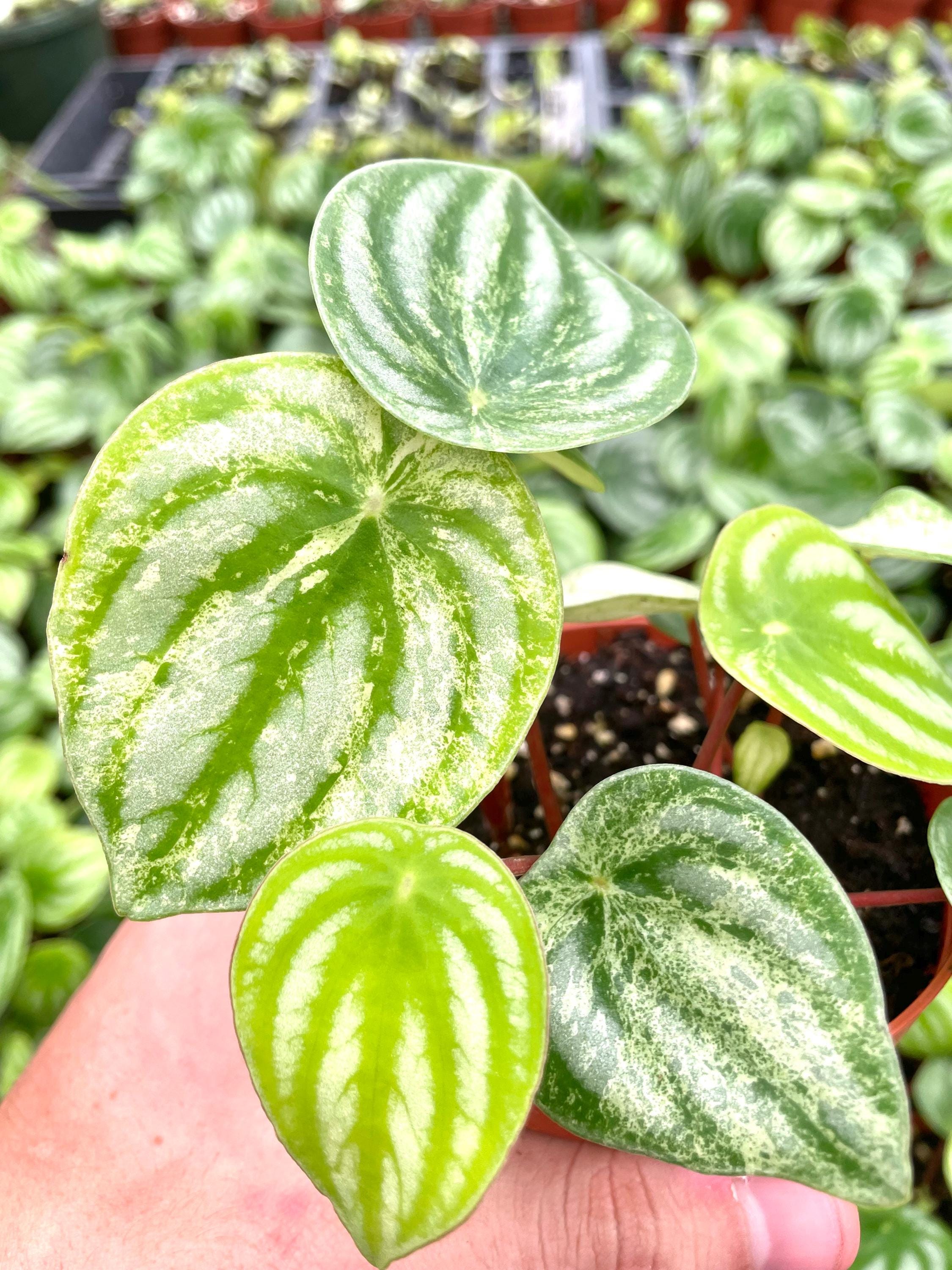 Peperomia watermelon variegated gold dust women 4” plant **(ALL plants require you to purchase ANY 2 plants!)**