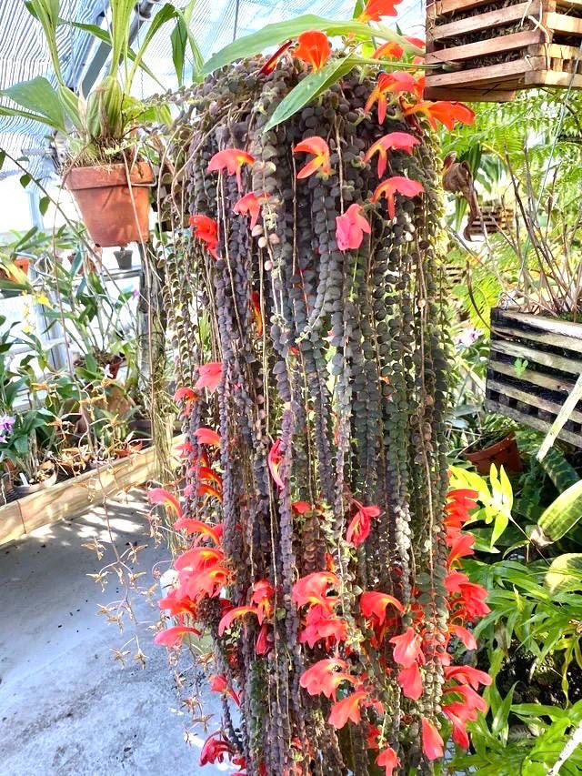 Columnea Cheerio “flying goldfish plant” 2” plant **(ALL plants require you to purchase ANY 2 plants!)**