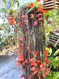 Columnea Cheerio “flying goldfish plant” 2” plant **(ALL plants require you to purchase ANY 2 plants!)**