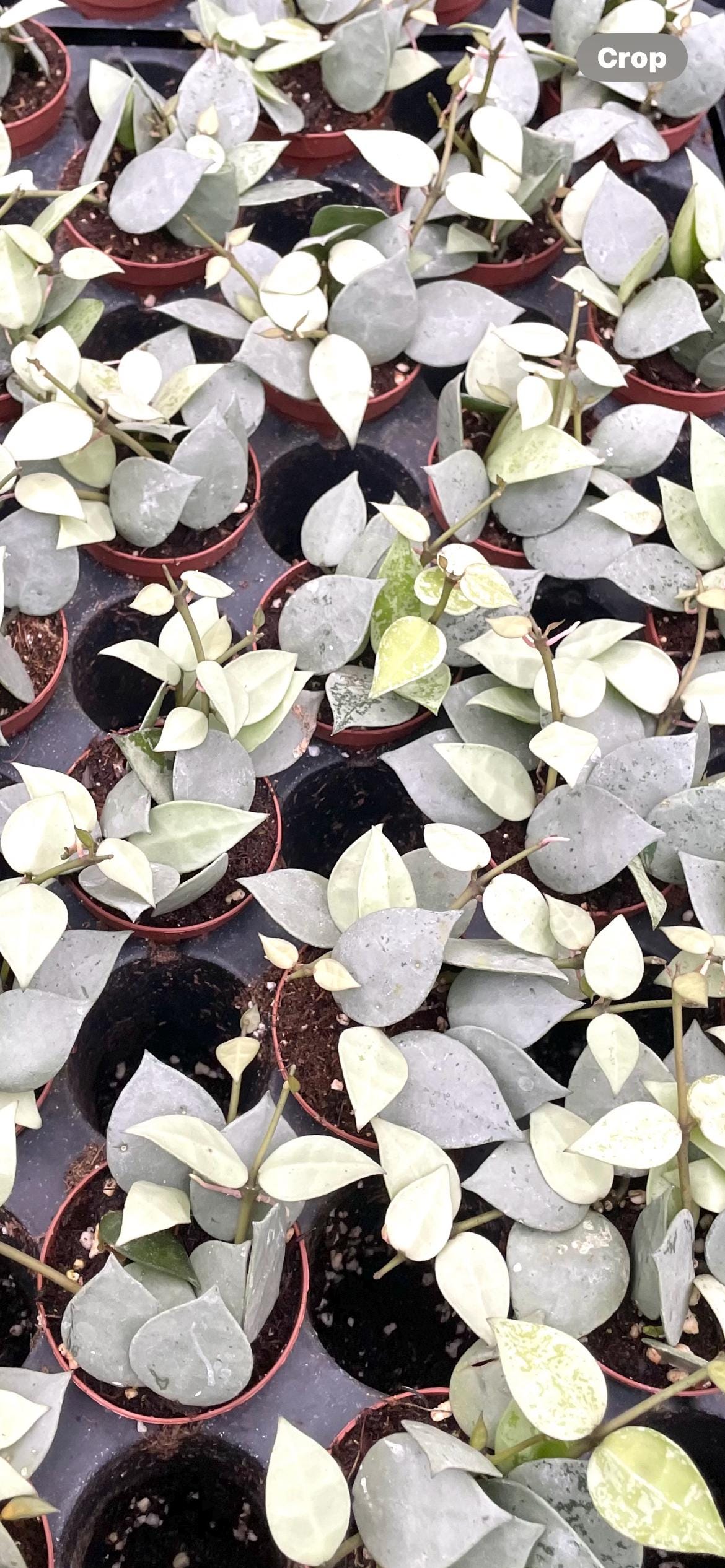 Hoya arctic starter plant **(ALL plants require you to purchase ANY 2 plants!)**