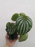 Peperomia watermelon “Ecuador” starter plant **(ALL plants require you to purchase ANY 2 plants!)**