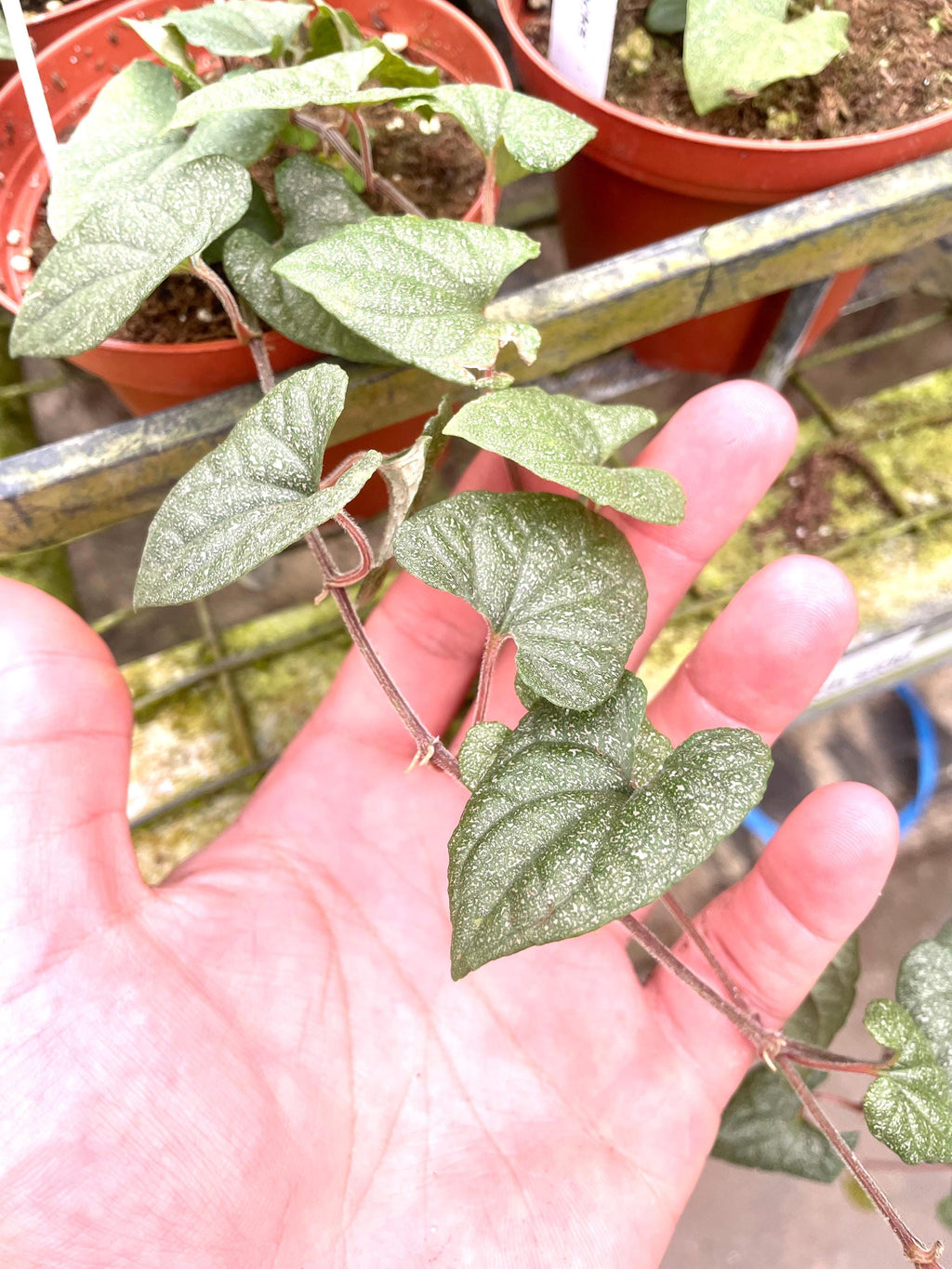 Piper Silver Flecks rare 4” plant **(ALL plants require you to purchase ANY 2 plants!)**