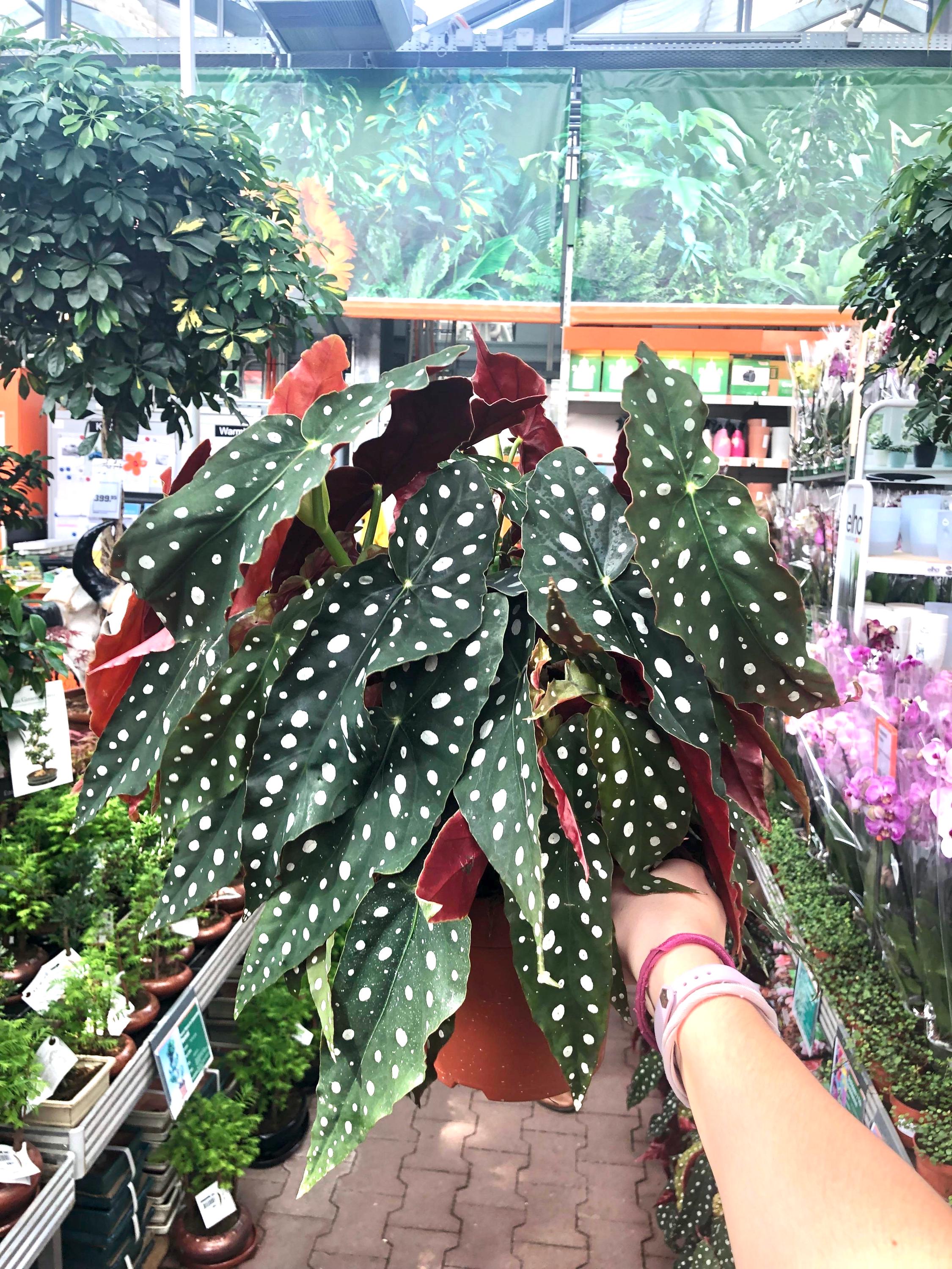 Begonia Rex maculata “angel wing” 4” plant **(ALL plants require you to purchase ANY 2 plants!)**