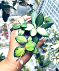 Hoya Burtoniae DS-70 Variegated starter plant **(ALL plants require you to purchase ANY 2 plants!)**