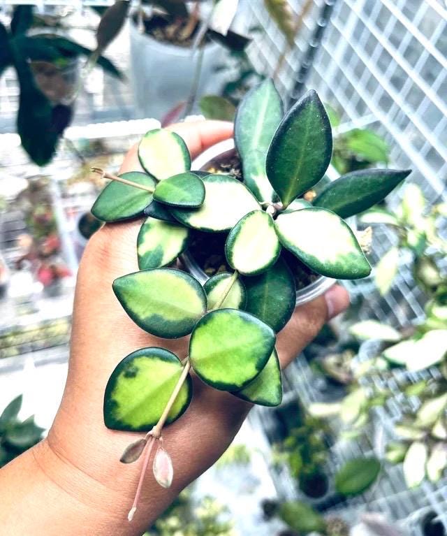 Hoya Burtoniae DS-70 Variegated starter plant **(ALL plants require you to purchase ANY 2 plants!)**