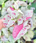 Syngonium Milk Confetti 2” plant **(ALL plants require you to purchase ANY 2 plants!)**