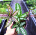 Pteris aspericaulus variegated tricolor fern Rare* starter plant **(ALL plants require you to purchase ANY 2 plants!)**